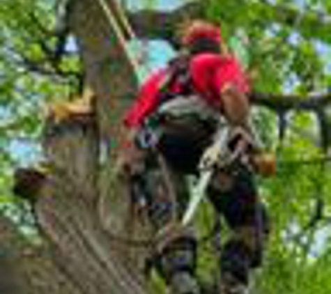 Specialist Tree Service - Houston, TX