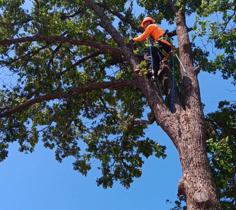 RGC Tree Lawn and Landscaping - Stillwater, OK