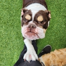 Bayside Pet Resort - Pet Services