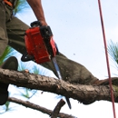 Greene Tree Care - Tree Service