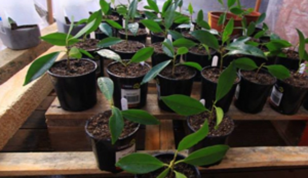 Aussie Tree Services - Wyee Point, NSW
