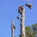 Arborist Services LLC - Arborists