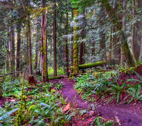 Bridle Trails State Park - Kirkland, WA