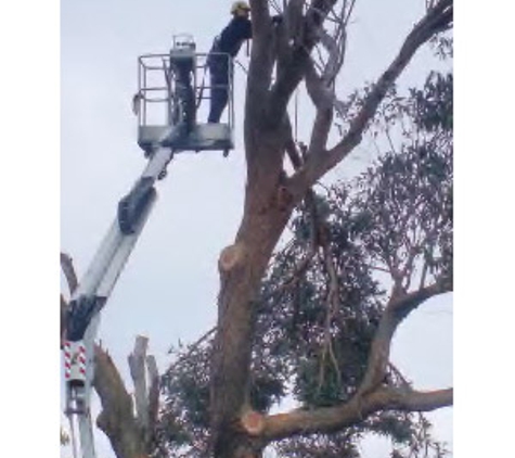 Hamilton's Tree Service - Barragup, WA