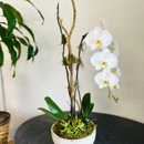 The Flower Bucket - Fairfield - Florists