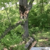 Peter Branch Tree Service gallery