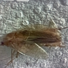 Shoreline Pest Solutions gallery