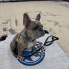 Ridgeside K9 Indy gallery