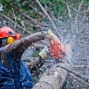 Proven Quality Tree Service - Arborists