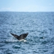 Newport Tradewinds