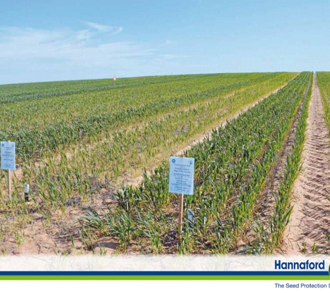 Gilbert, Ewan & Brian Turner - Lock, SA. Hannaford Seed Crops