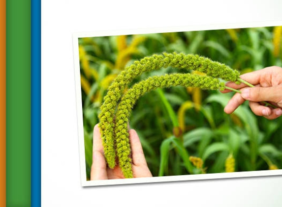 WMG Agriservices - Goondiwindi, QLD