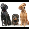 Poop Scoopers Pet Waste Removal gallery