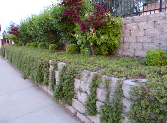 Osorio's Quality Landscaping. Retaining walls, vines, shrubs