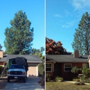 Poly Timber Tree Service Inc. - Tree Service