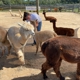 Island Alpaca Co