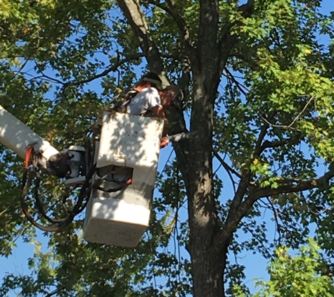 Dixieland Tree Service - Huntsville, AL. Cutting is an art and they are very careful with their equipment.