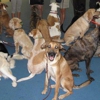 Full Circle Dog Training gallery