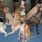 Full Circle Dog Training