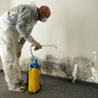 South Gate Mold Removal CA