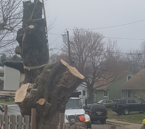 Justin Tree Services & General Construction - Lawrence Township, NJ