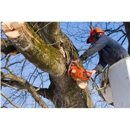 Armando's Tree Service - Tree Service