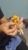 Bird Vet Melbourne - Veterinary Surgeons