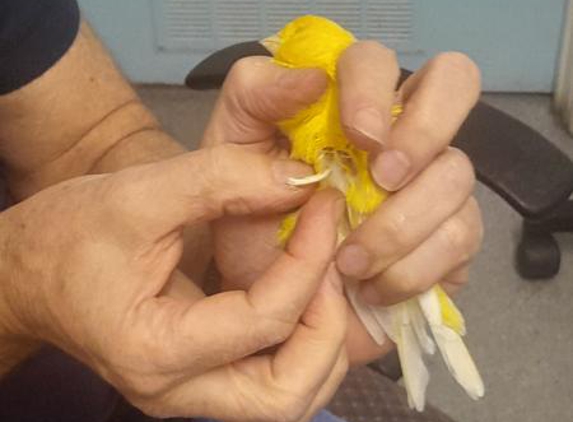 Bird Vet Melbourne - Burwood, VIC