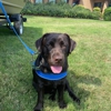 Dog Training Elite Central Maryland gallery