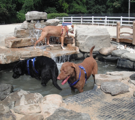 Dogs on the farm salon