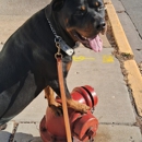 Chicago Canine Academy - Pet Training