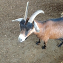 Wagon Trails Animal Park - Parks