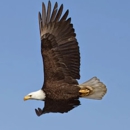 Eagle Transmission and Auto Repair - Auto Repair & Service