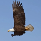 Eagle Transmission and Auto Repair