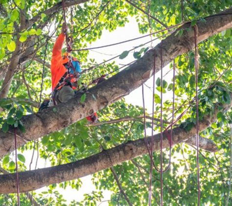 Lexington Tree Cutting & Trimming Services - Lexington, KY. Tree Cutting Service Lexington KY