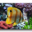 Sea Level - Aquariums & Aquarium Supplies