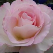 Gallery Image Number 3