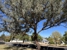 JG Arbor - Tree & Stump Removal Services