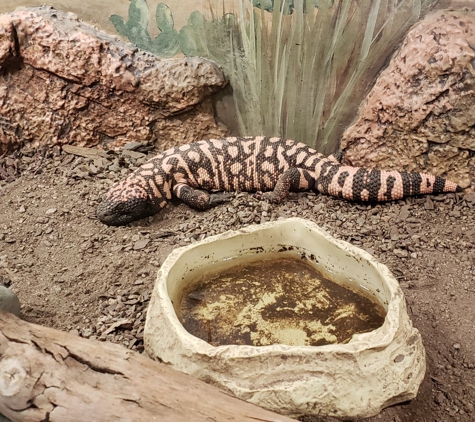 Wildlife World Zoo & Aquarium - Litchfield Park, AZ. Gila monster.