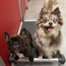 The Dog Stop - Mamaroneck NY - Pet Training