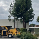 Ramirez Tree Service & Landscaping - Tree Service