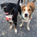 Happy Hounds Doggie Daycare & Boarding - Pet Boarding & Kennels