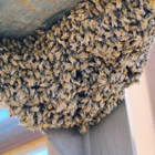 Busy Bee Pest Solutions