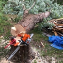 Dailey Tree Care - Tree Service