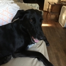 Canine Country Clips - Pet Grooming