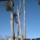 Rising Sun Tree Service