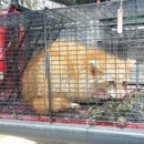 ADC Naturespect LLC, Wildlife Nuisance Removal - Animal Removal Services