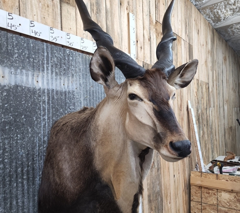 Callaghan Road Animal Hospital - San Antonio, TX. https://www.globaltaxidermymounts.com/product/central-african-giant-eland-taxidermy-shoulder-mount-for-sale/