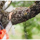 Clearview Tree Service - Tree Service