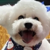 Affordable Pet Grooming gallery